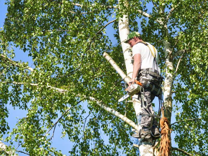 Birch Tree Pruning