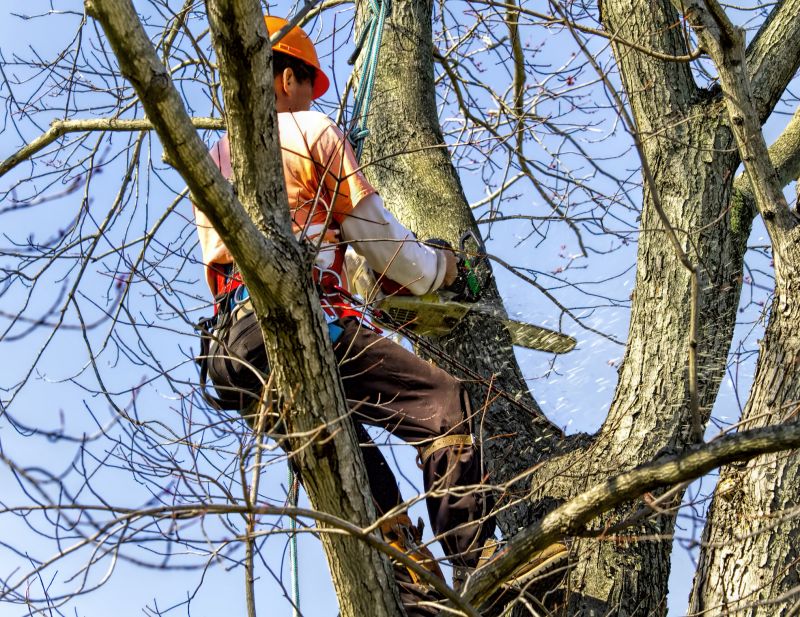 Commercial Tree Service detail