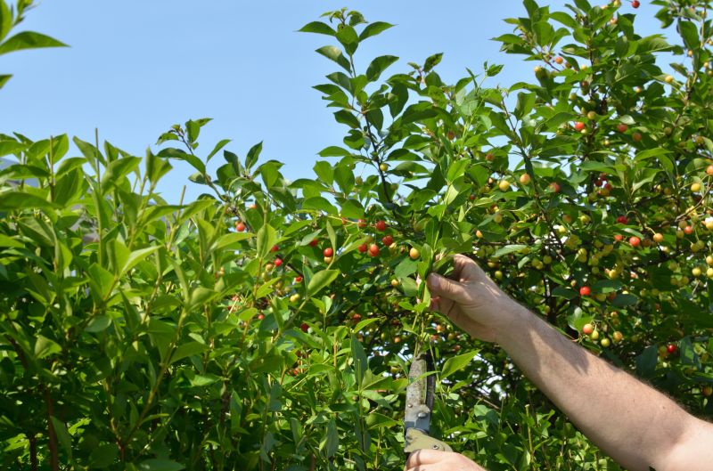 Peach Tree Pruning