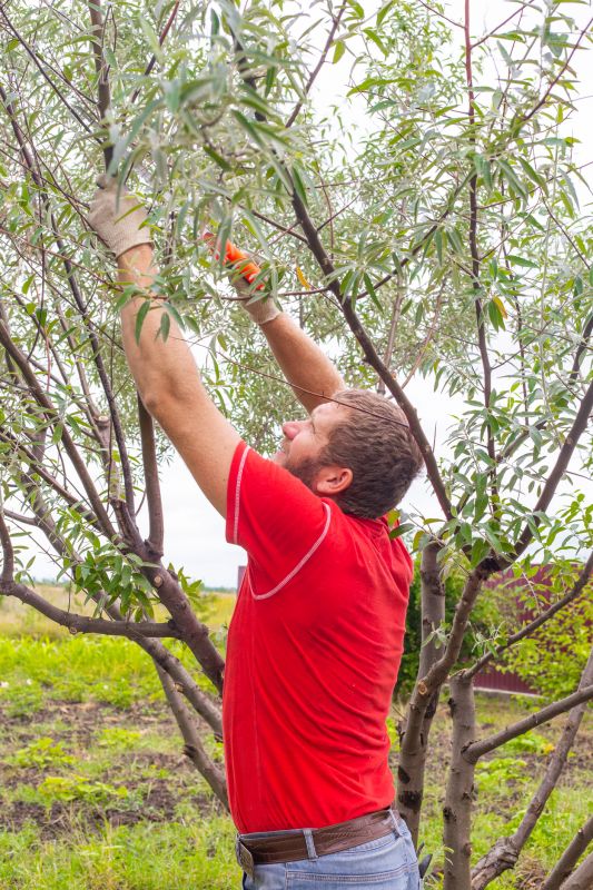 Pruning Mature Trees