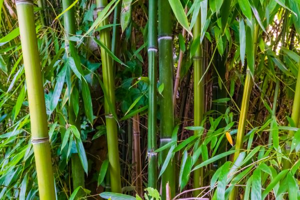 Bamboo Trimming in Antioch