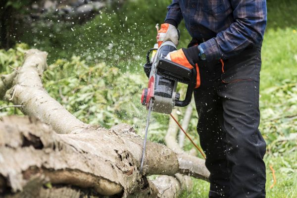 Branch Removal Service in Antioch