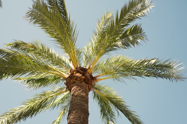 Palm Tree Pruning in Antioch