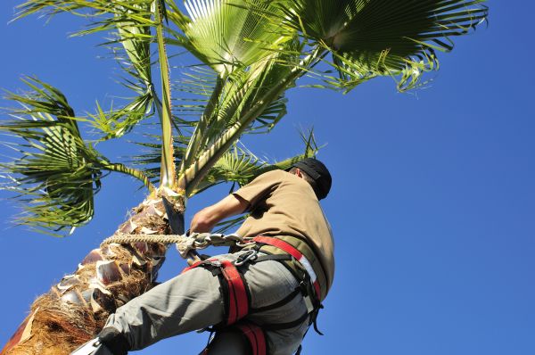 Palm Tree Trimming in Antioch