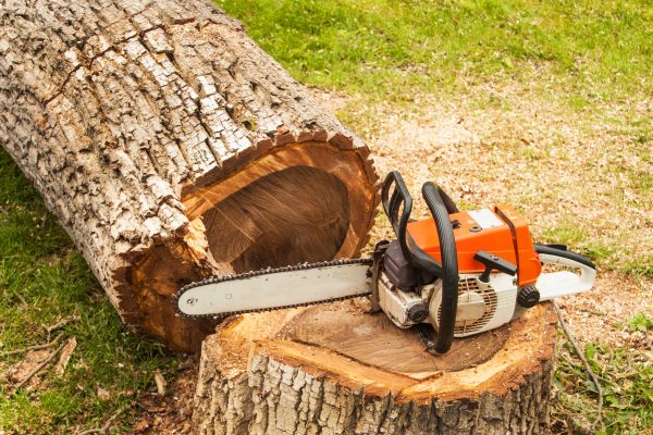 Tree Cutting Service in Antioch