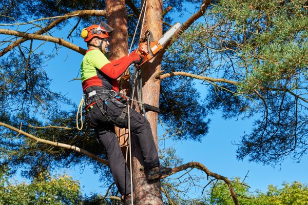 Tree Service in Antioch