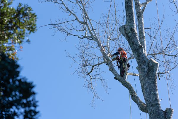 Tree Topping Service in Antioch