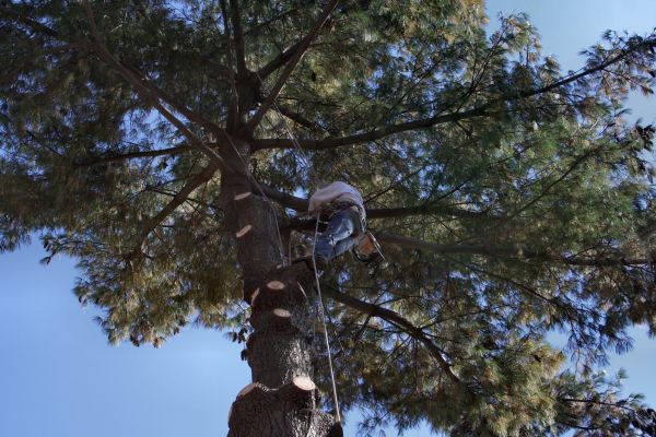 Trimming Service in Antioch