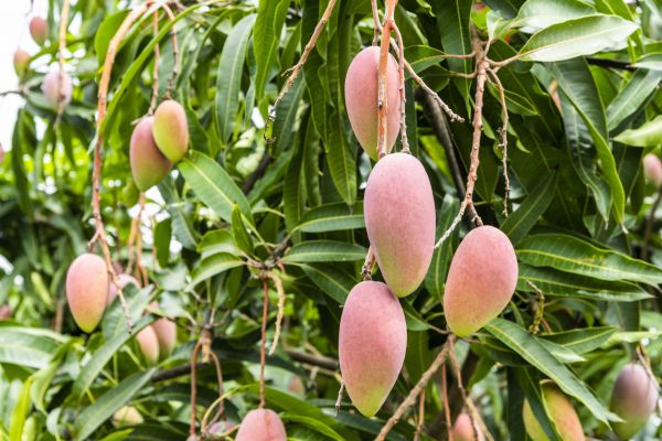 Mango Tree Trimming in Antioch