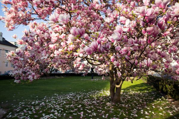 Ornamental Tree Pruning in Antioch