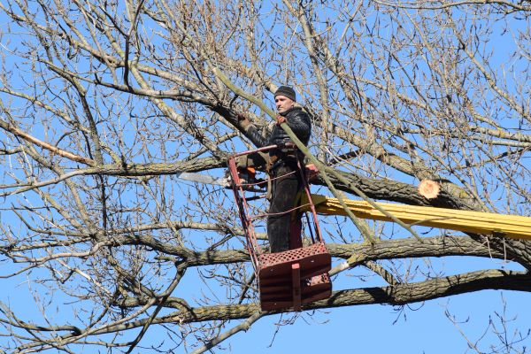 Emergency Tree Trimming in Antioch