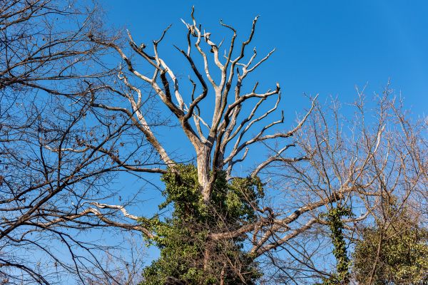 Deadwood Removal in Antioch
