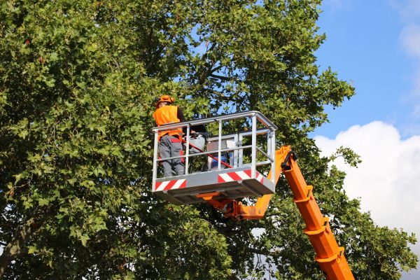Commercial Tree Service in Antioch