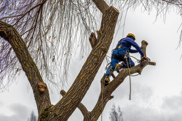 Tree Maintenance Service in Antioch