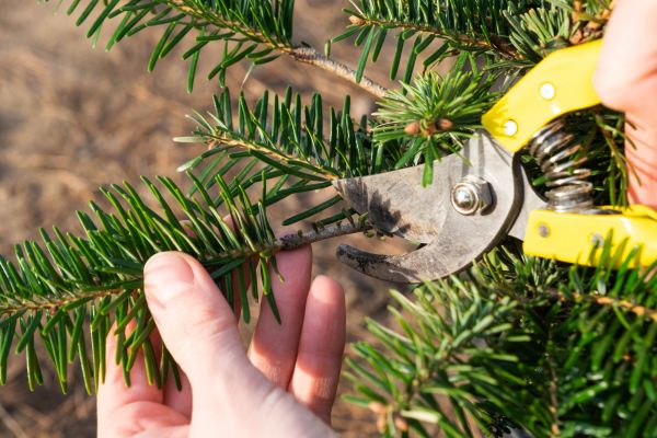 Pine Tree Pruning in Antioch