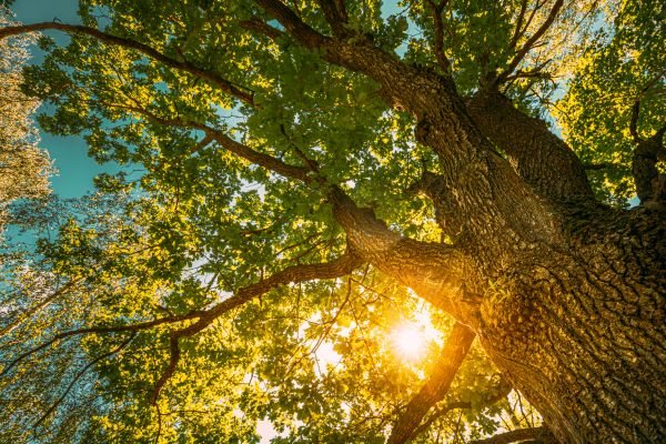 Oak Tree Pruning in Antioch