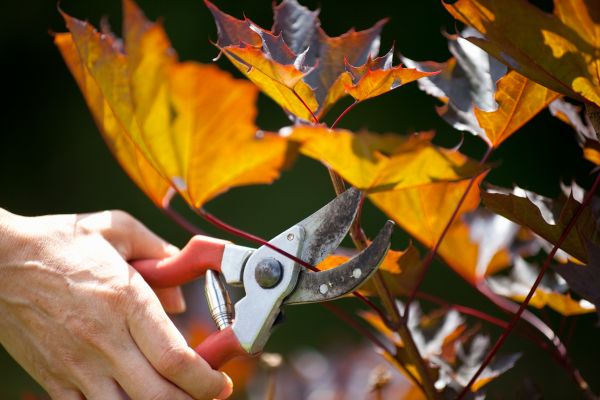 Maple Tree Pruning in Antioch