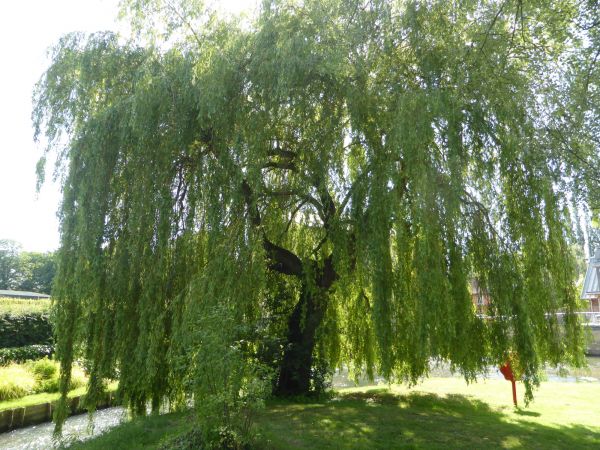 Willow Tree Trimming in Antioch