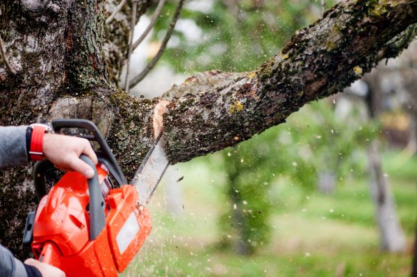 Tree Limbs Removal in Antioch