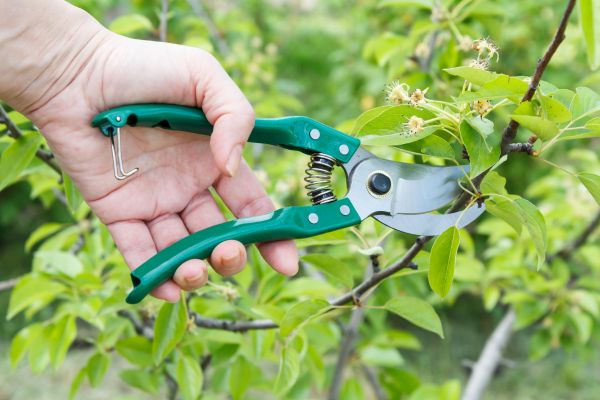 Pear Tree Pruning in Antioch