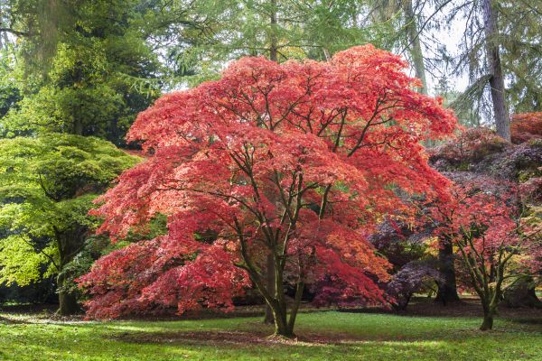 Japanese Maple Pruning in Antioch