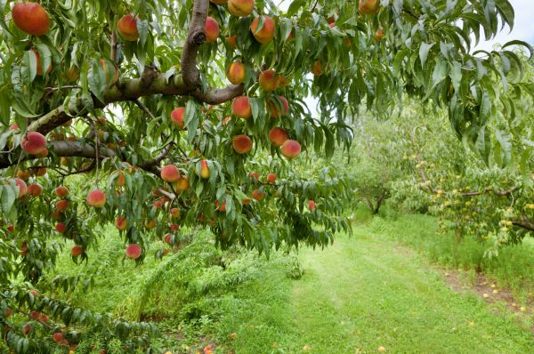 Peach Tree Pruning in Antioch