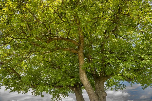 Walnut Tree Trimming in Antioch