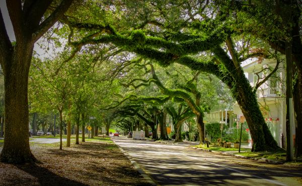Tree Canopy Thinning in Antioch