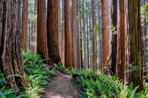 Redwood Tree Trimming in Antioch