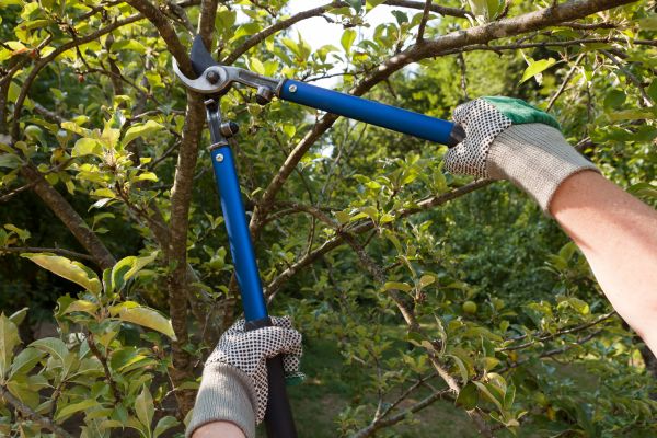 Residential Tree Pruning in Antioch