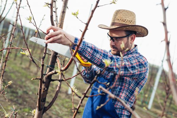Orchard Tree Pruning in Antioch