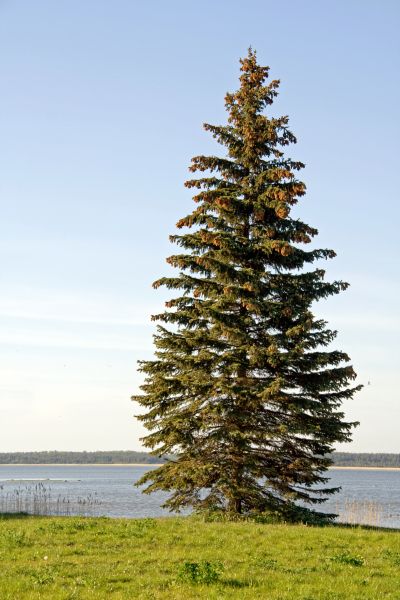 Spruce Tree Pruning in Antioch