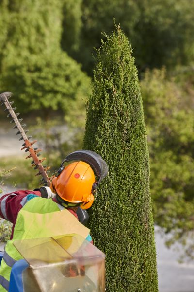 Cypress Tree Trimming in Antioch