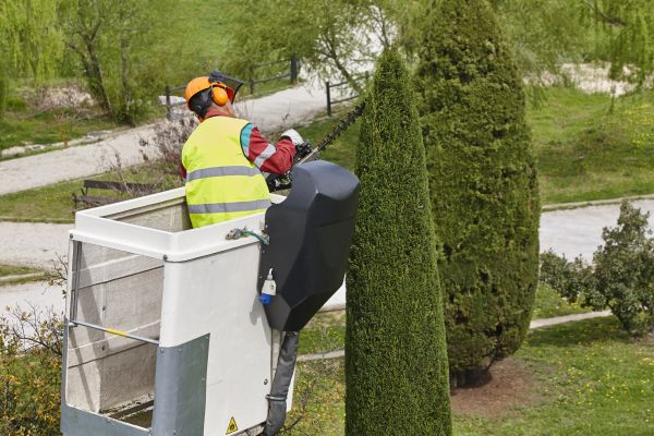 Cypress Tree Pruning in Antioch