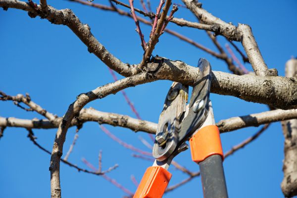 Peach Tree Trimming in Antioch