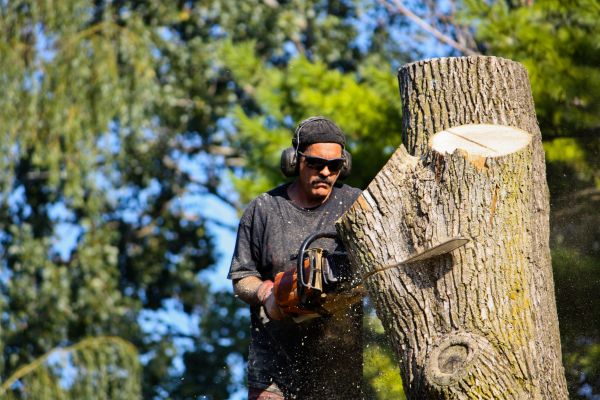Ash Tree Pruning in Antioch