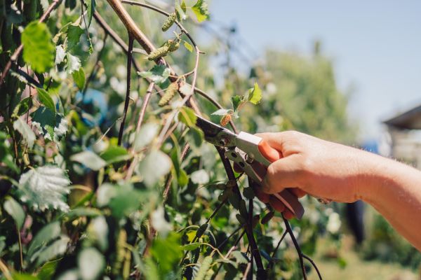 Birch Tree Pruning in Antioch