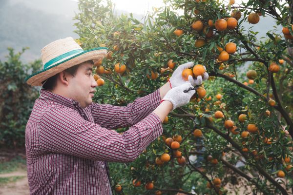 Orange Tree Pruning in Antioch