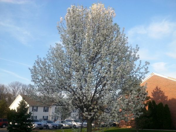 Bradford Pear Tree Pruning in Antioch