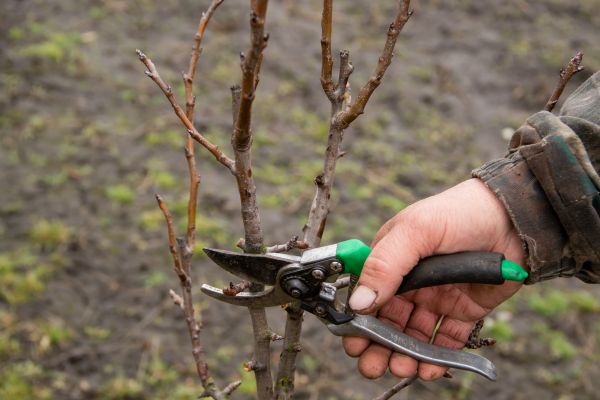 Pear Trees Pruning in Antioch