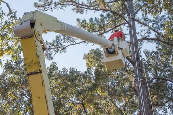 Limbs Trimming in Antioch