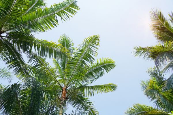 Queen Palm Tree Trimming in Antioch