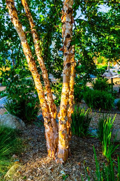 River Birch Trimming in Antioch
