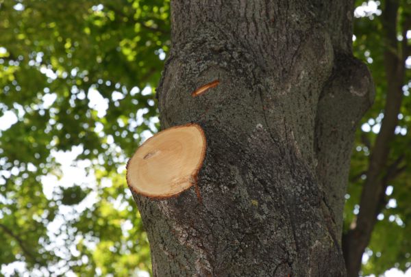 Limb Cutting in Antioch