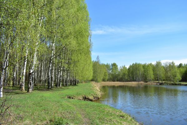 River Birch Pruning in Antioch