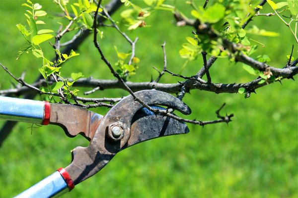 Branches Pruning in Antioch