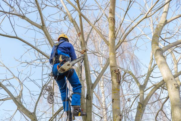 Large Tree Trimming in Antioch