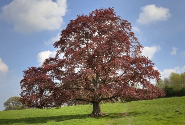 Beech Tree Pruning in Antioch