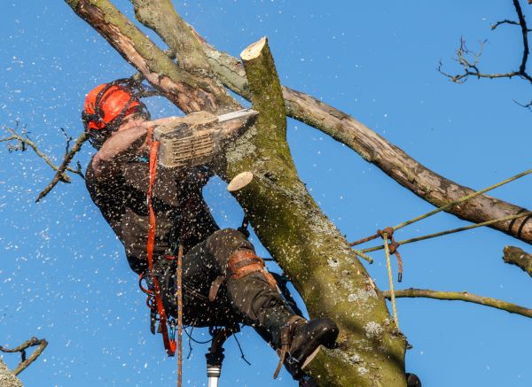 Tree Trimming Service in Antioch