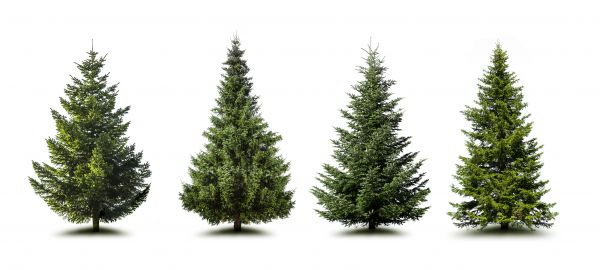 Cost of Pine Tree Trimming in Antioch